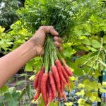 Sushma Raj Instagram – “From dirt to deliciousness, our garden fills us with gratitude 🙏🏻🙏🏻 
#todaysharvest