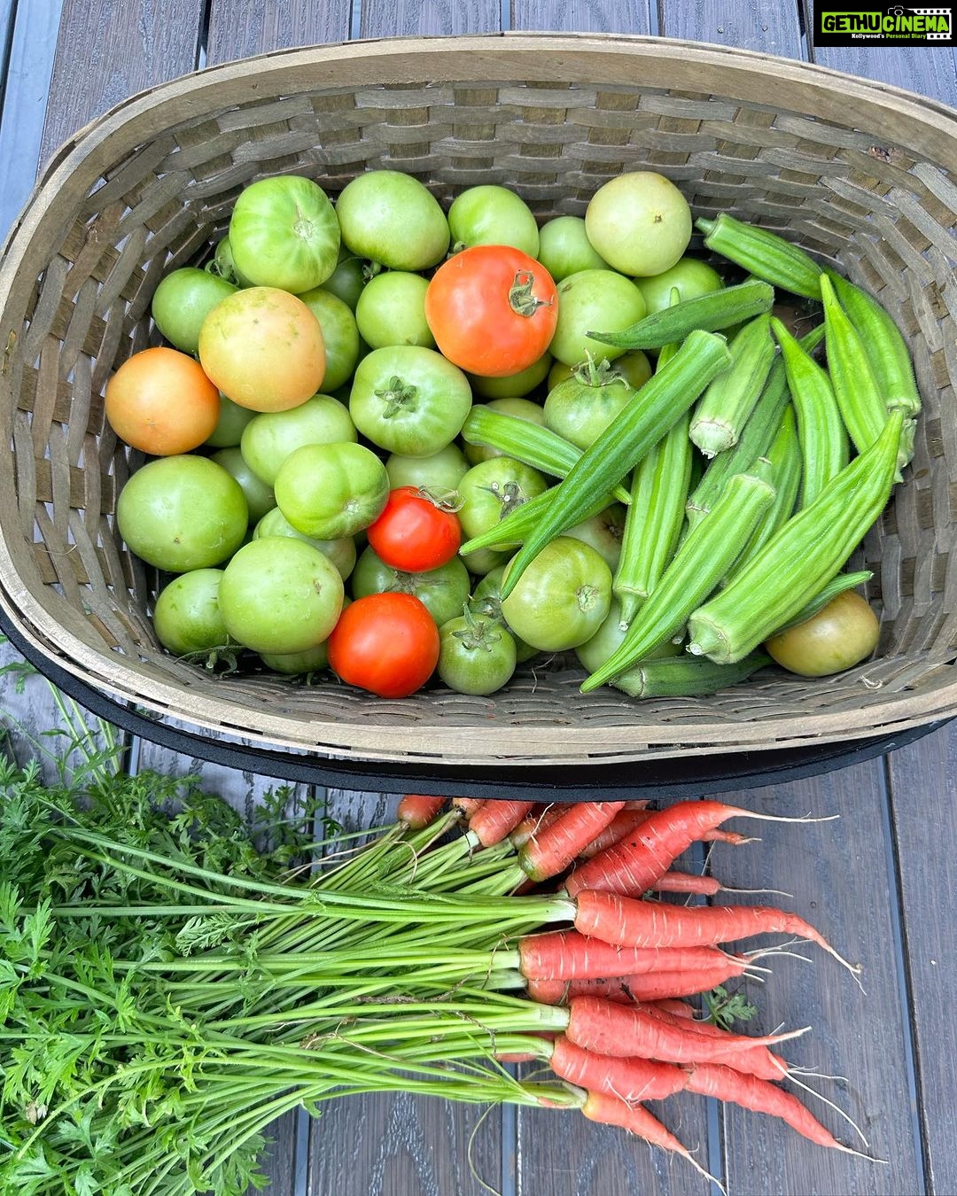 Sushma Raj Instagram - "From dirt to deliciousness, our garden fills us with gratitude 🙏🏻🙏🏻 #todaysharvest