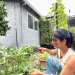 Sushma Raj Instagram – Handpicked with love and care!
#backyardgarden #harvest San Jose, California