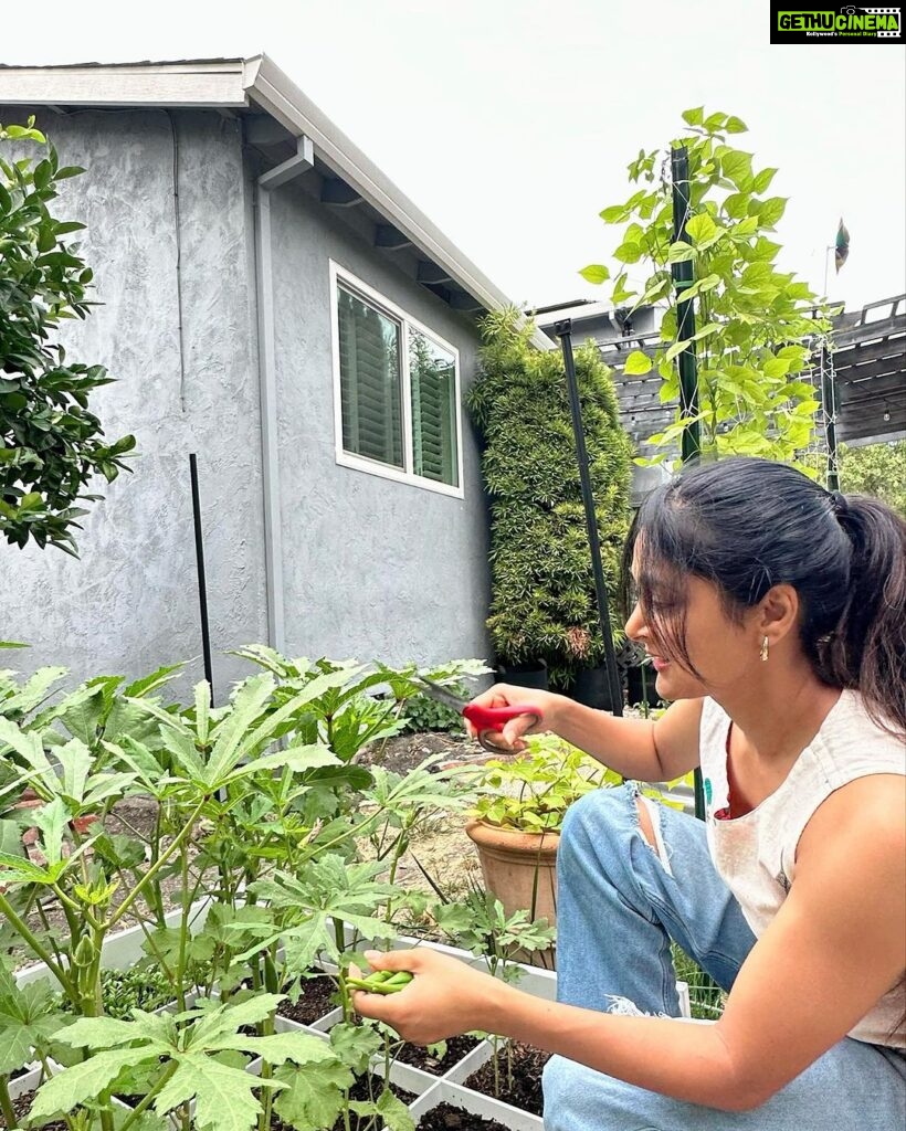 Sushma Raj Instagram - Handpicked with love and care! #backyardgarden #harvest San Jose, California