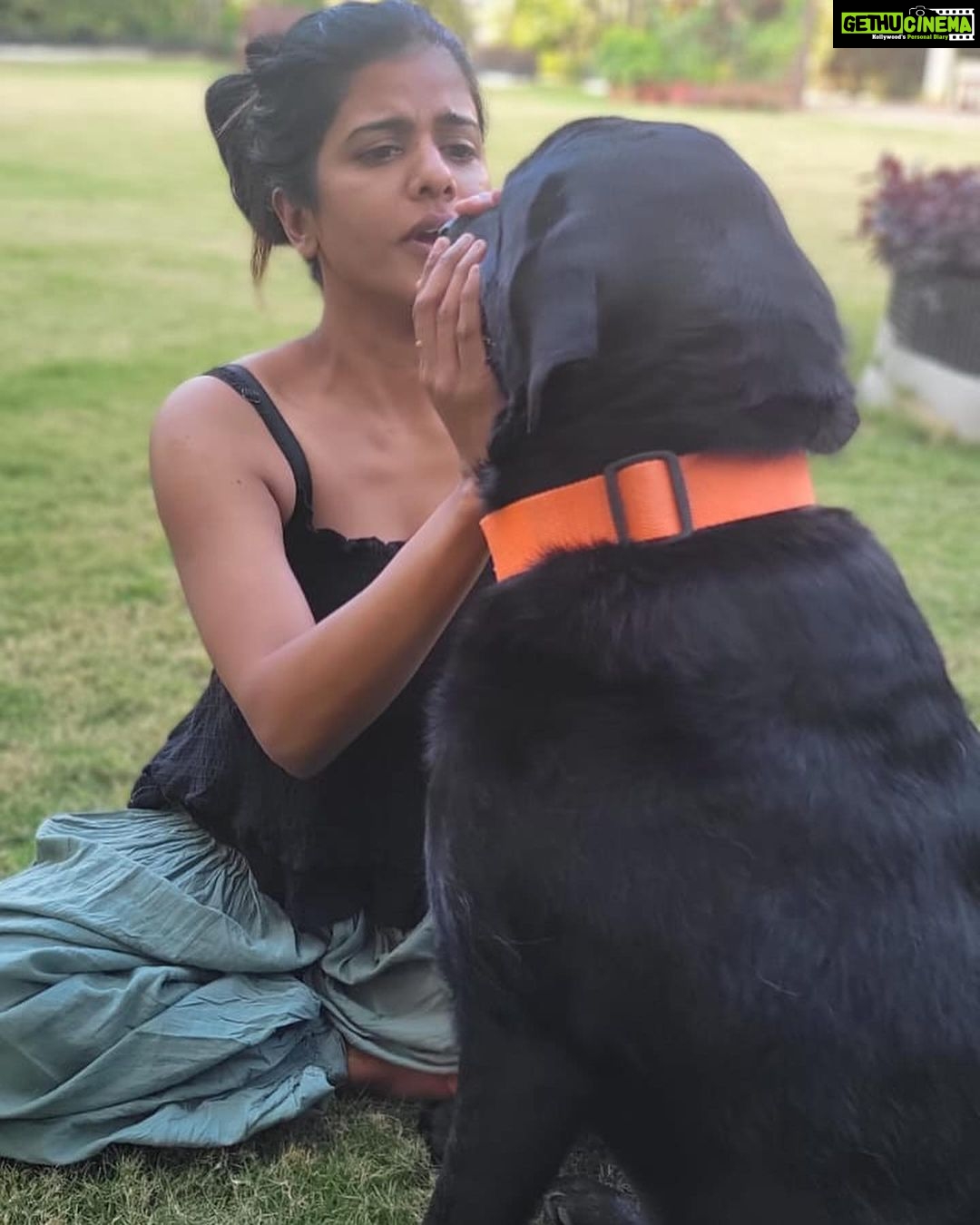 Swagatha S Krishnan Instagram - Random weekday bellyrub picnic with my big boys Lucky & Simba ♥️♥️ #dogsofinstagram #doglife #retreiver #labrador #chennai