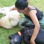 Swagatha S Krishnan Instagram - Random weekday bellyrub picnic with my big boys Lucky & Simba ♥️♥️ #dogsofinstagram #doglife #retreiver #labrador #chennai