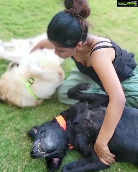 Swagatha S Krishnan Instagram - Random weekday bellyrub picnic with my big boys Lucky & Simba ♥️♥️ #dogsofinstagram #doglife #retreiver #labrador #chennai