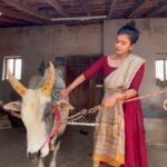 Swagatha S Krishnan Instagram – While Prepping for the feature film that im shooting for right now at Madurai, I got an opportunity to meet the Mighty “ARASU” . This indomitable Jallikattu champion bull from kovil Paapangudi  transformed in minutes from a raging angry bull when i walked in, to a little baby nudging me for attention & scratches ❤️ Thanks for the video @btrcall_sol . @rajrajan17 @isai_talkies @gavarilo @btrcall_sol @pri_rolling @thedeadcancer #village #madurai #shooting #featurefilm #cinema #truestory #untitled #actorslife #work #jallikattu #jallikattu🐂