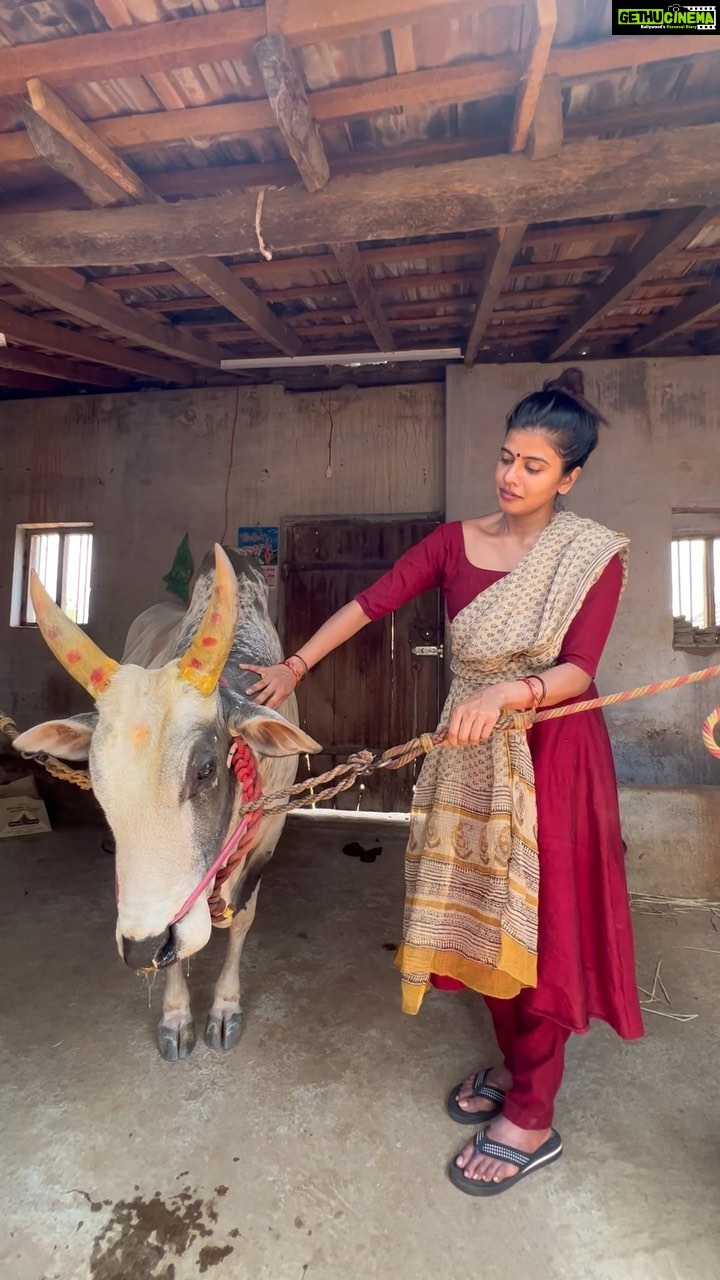 Swagatha S Krishnan Instagram - While Prepping for the feature film that im shooting for right now at Madurai, I got an opportunity to meet the Mighty “ARASU” . This indomitable Jallikattu champion bull from kovil Paapangudi transformed in minutes from a raging angry bull when i walked in, to a little baby nudging me for attention & scratches ❤️ Thanks for the video @btrcall_sol . @rajrajan17 @isai_talkies @gavarilo @btrcall_sol @pri_rolling @thedeadcancer #village #madurai #shooting #featurefilm #cinema #truestory #untitled #actorslife #work #jallikattu #jallikattu🐂