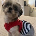 Swagatha S Krishnan Instagram - It is my children Abi & Amba’s first birthday ! We did a simple pooja at home, ate well and now spending the rest of the day cozying up on the bed together . My children are truly my world ♥️ PS : Plz dont keep drishti :)) and kindly unsee my messy night stand 🤪 #sunday #shihtzu #birthday
