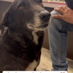Swagatha S Krishnan Instagram – My beautiful singer. My talented kaali ♥️ #singingdog #dog #singing