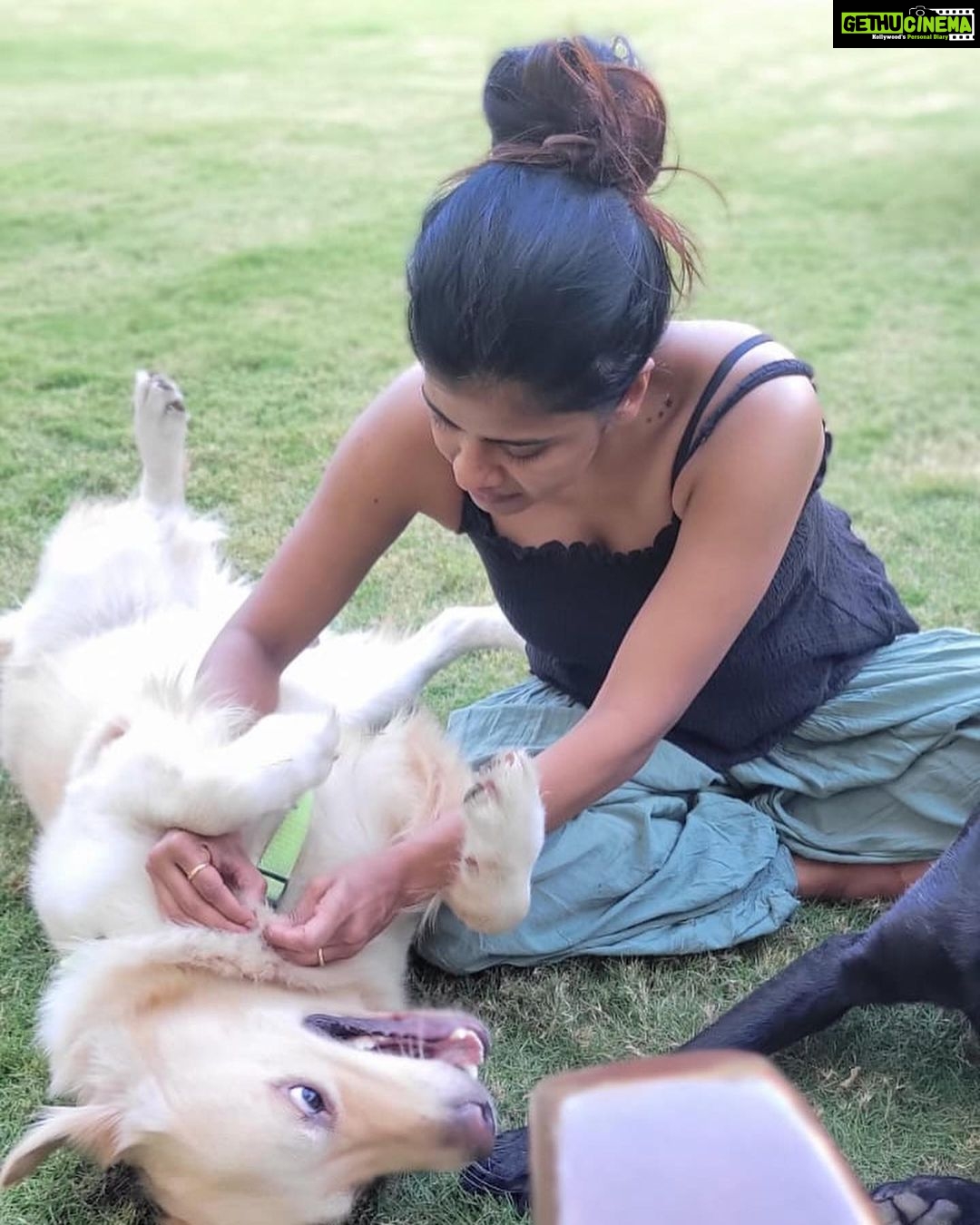 Swagatha S Krishnan Instagram - Random weekday bellyrub picnic with my big boys Lucky & Simba ♥️♥️ #dogsofinstagram #doglife #retreiver #labrador #chennai