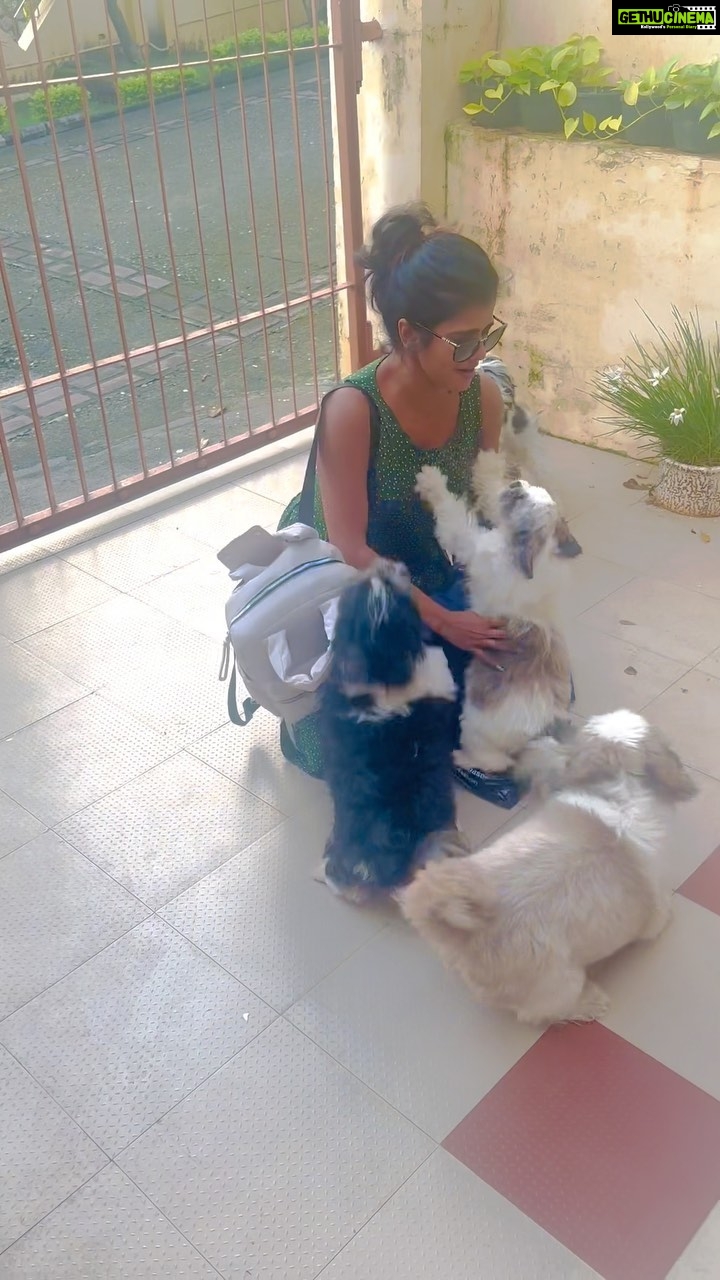 Swagatha S Krishnan Instagram - Tears run down my cheek as i post this. My children gave me the most emotional homecoming welcome. ♥️🥹 #backhome #dogparent #mychildren