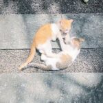 Tovino Thomas Instagram - പൂച്ചത്തല്ലുമാല !! Later they patched up and they are best friends now !!