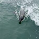 Tovino Thomas Instagram – Let’s talk about the bloody 30 acres of sea !! 🥴

#atlanticocean #namibia #walvisbay #pelican #seal #albatros Atlantic Ocean Namibian Coast