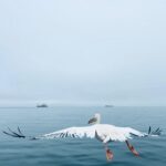 Tovino Thomas Instagram - Let’s talk about the bloody 30 acres of sea !! 🥴 #atlanticocean #namibia #walvisbay #pelican #seal #albatros Atlantic Ocean Namibian Coast