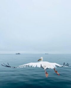 Tovino Thomas Instagram - Let’s talk about the bloody 30 acres of sea !! 🥴

#atlanticocean #namibia #walvisbay #pelican #seal #albatros