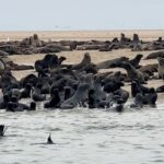 Tovino Thomas Instagram – Let’s talk about the bloody 30 acres of sea !! 🥴

#atlanticocean #namibia #walvisbay #pelican #seal #albatros Atlantic Ocean Namibian Coast