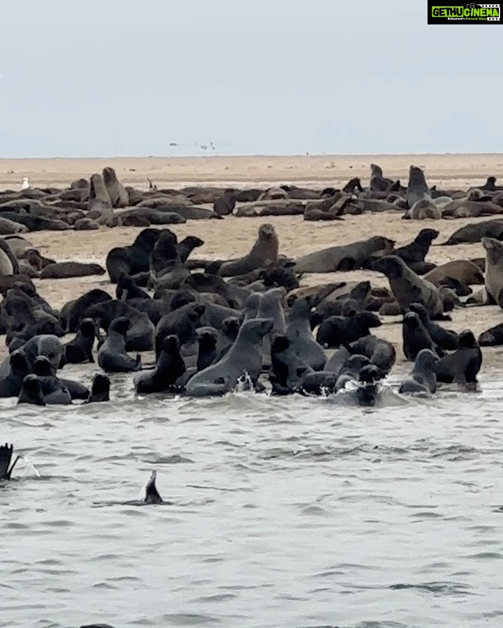 Tovino Thomas Instagram - Let’s talk about the bloody 30 acres of sea !! 🥴 #atlanticocean #namibia #walvisbay #pelican #seal #albatros Atlantic Ocean Namibian Coast