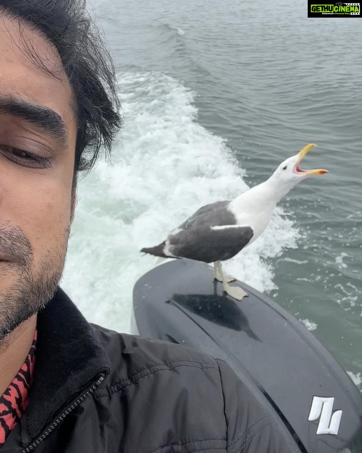 Tovino Thomas Instagram - Let’s talk about the bloody 30 acres of sea !! 🥴 #atlanticocean #namibia #walvisbay #pelican #seal #albatros Atlantic Ocean Namibian Coast