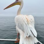 Tovino Thomas Instagram - Let’s talk about the bloody 30 acres of sea !! 🥴 #atlanticocean #namibia #walvisbay #pelican #seal #albatros Atlantic Ocean Namibian Coast