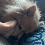 Vaishnavi Gowda Instagram – Many moods of Bunty 🐶