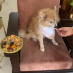 Vaishnavi Gowda Instagram – Many moods of Bunty 🐶