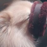 Vaishnavi Gowda Instagram - Many moods of Bunty 🐶