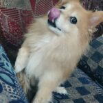 Vaishnavi Gowda Instagram - Many moods of Bunty 🐶