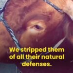 Vedhika Instagram – This is the horrendous reality behind the Meat and Dairy Factory Farms all over the World (even India). Death is kinder to them than evil humans! Would you still choose to be a part of this Animal Holocaust?? Stop funding animal murder, choose non violence #GoVegan 🌱

#Repost @earthlove777 with @use.repost
・・・
Stop abusing & eating animals rp @vegan_firefighter @tattooedveganfella 

#govegan #bekind #respect #animals #donttakeourplanetforgranted
