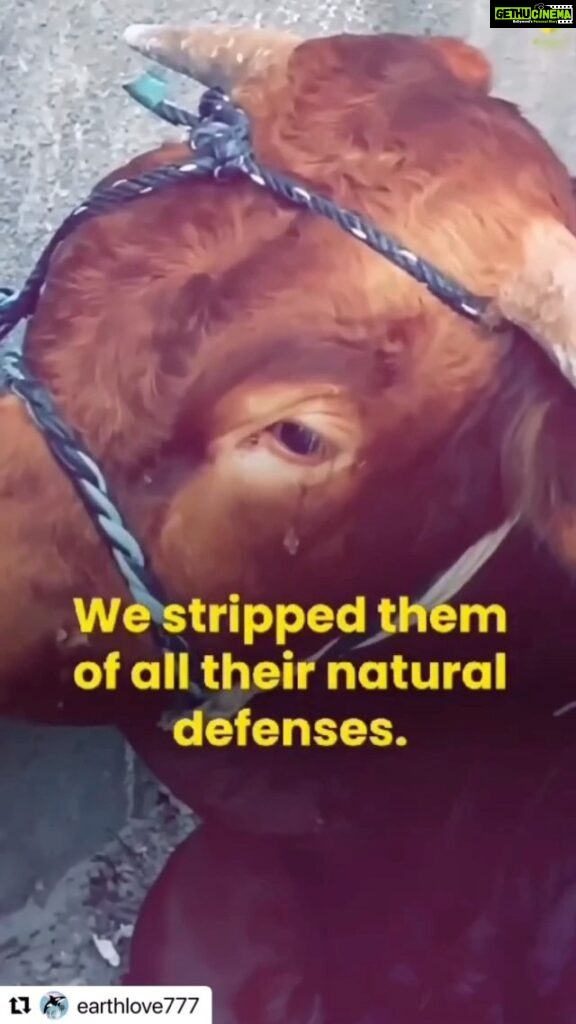 Vedhika Instagram - This is the horrendous reality behind the Meat and Dairy Factory Farms all over the World (even India). Death is kinder to them than evil humans! Would you still choose to be a part of this Animal Holocaust?? Stop funding animal murder, choose non violence #GoVegan 🌱 #Repost @earthlove777 with @use.repost ・・・ Stop abusing & eating animals rp @vegan_firefighter @tattooedveganfella #govegan #bekind #respect #animals #donttakeourplanetforgranted