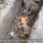 Vedhika Instagram – #G20 Final Statement on behalf of People For Animals @pfa.official :
The Mayor has publicly confirmed that there is no order to pick up dogs from anywhere in Delhi. Clearly, MCD  has illegally picked up over 1200 dogs. The catching must be immediately halted and the impounded dogs accounted for — how many, from where taken to where? Citizen feeders must be enrolled into the care of these dogs and provided all help to ensure their safe return. We are asking animal lovers to spread a message:
Pl share this message:

We have tried talking to them. We have tried talking about them.
It has not stopped them.
The only way to stop them is to stop them. 
Calling all feeders, all animal
People, wherever you see catching vans , please deflate their tyres.
Object and obstruct them. Demand a written order. If it is not produced, call the police. And when police srrives, please get me ( 9810054077) on call.
No more dogs to be taken.
It is ironic that given the theme of the G20, 
Vasudhaiva Kutumbakam – one earth, one family, one future, what India is doing in preparation for the summit is shocking. Perfectly peaceful, sterilised, old, and even blind dogs are being rounded up and carted off to overcrowded, understaffed, and ill-prepared sterilisation units.
Not only is this against the law, it violates the avowed spirit of the summit.
It is hypocritical to talk of a shared future when we do not make room for or even acknowledge the existence of our co beings.  #G20 #g20summit