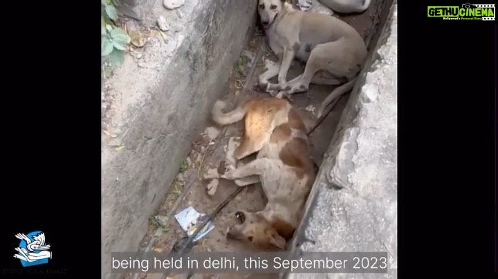Vedhika Instagram - #G20 Final Statement on behalf of People For Animals @pfa.official : The Mayor has publicly confirmed that there is no order to pick up dogs from anywhere in Delhi. Clearly, MCD has illegally picked up over 1200 dogs. The catching must be immediately halted and the impounded dogs accounted for — how many, from where taken to where? Citizen feeders must be enrolled into the care of these dogs and provided all help to ensure their safe return. We are asking animal lovers to spread a message: Pl share this message: We have tried talking to them. We have tried talking about them. It has not stopped them. The only way to stop them is to stop them. Calling all feeders, all animal People, wherever you see catching vans , please deflate their tyres. Object and obstruct them. Demand a written order. If it is not produced, call the police. And when police srrives, please get me ( 9810054077) on call. No more dogs to be taken. It is ironic that given the theme of the G20, Vasudhaiva Kutumbakam - one earth, one family, one future, what India is doing in preparation for the summit is shocking. Perfectly peaceful, sterilised, old, and even blind dogs are being rounded up and carted off to overcrowded, understaffed, and ill-prepared sterilisation units. Not only is this against the law, it violates the avowed spirit of the summit. It is hypocritical to talk of a shared future when we do not make room for or even acknowledge the existence of our co beings. #G20 #g20summit