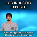 Vedhika Instagram – I used to eat Eggs..never again! Egg Industry=Animal Killing Industry. Her body is not hers , her babies are not hers , she doesn’t know what is freedom, she’s sexually exploited and abused all her life , her wings are not hers , she has no right to bask in the warmth of sunshine or play in rain or ever see the sky, finally one day she awaits her final fate…that which shes waiting for all her life . She is killed for her flesh when she cannot be exploited anymore and she dies struggling all her life hoping death will be kinder to her 💔

Repost @arvindanimalactivist with @use.repost
・・・
#vegan #veganism #india #indian #arvindanimalactivist #animalrights #cow #funny #spoof #whyvegan #meateater #plantstho #chicken #globalwarming #govegan #animalrights #cow #funny #egg #debunked #dairy #crazy #buffalo #milk #exposed