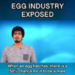 Vedhika Instagram – I used to eat Eggs..never again! Egg Industry=Animal Killing Industry. Her body is not hers , her babies are not hers , she doesn’t know what is freedom, she’s sexually exploited and abused all her life , her wings are not hers , she has no right to bask in the warmth of sunshine or play in rain or ever see the sky, finally one day she awaits her final fate…that which shes waiting for all her life . She is killed for her flesh when she cannot be exploited anymore and she dies struggling all her life hoping death will be kinder to her 💔

Repost @arvindanimalactivist with @use.repost
・・・
#vegan #veganism #india #indian #arvindanimalactivist #animalrights #cow #funny #spoof #whyvegan #meateater #plantstho #chicken #globalwarming #govegan #animalrights #cow #funny #egg #debunked #dairy #crazy #buffalo #milk #exposed
