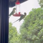 Adah Sharma Instagram - Are you the Crow or the Tota of your story? Take a look at some of my stalking work ~ my main profession 🤡 Starring: 💫 🌟 Russel my crow Komanavalli the parrot Prashant bhabi the other parrot And CJ Luna Arlo Finn (the second crow)