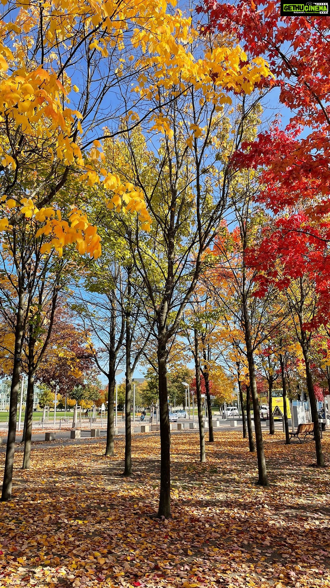 Aditi Chengappa Instagram - Letting go is often one of the biggest challenges we face, but Autumn is natureβs perfect reminder that letting go is as natural as it gets ππ When things do not serve us; when things donβt feel in harmony with our aspirations, our values and who we are at the essence- we must let go, no matter how long itβs been π Not only will you feel liberated, but you will make space and open doors for what is best suited for your growth now πβ¨β¨ So take a deep breath and go for it πππ : : : : : #autumnvibes #herbstliebe #natureteaches #wellnessjourney #letitgo #motivationalreels #autumncolors #autumninberlin #wellnesscoach Berlin, Germany