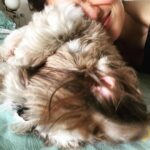 Aditi Gautam Instagram - Ain’t we drooling??? Thank you @droolsindia for these amazing goodies for my fur kids ❤️ . . . . . . . . . . #petlovers #goldenretriever #shihtzu #dogsofinstagram #doglover #explore #petstagram #picoftheday #trendingnow #goldenretrievers #dogoftheday #pawparents