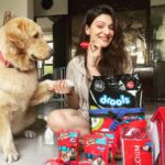 Aditi Gautam Instagram - Ain’t we drooling??? Thank you @droolsindia for these amazing goodies for my fur kids ❤️ . . . . . . . . . . #petlovers #goldenretriever #shihtzu #dogsofinstagram #doglover #explore #petstagram #picoftheday #trendingnow #goldenretrievers #dogoftheday #pawparents