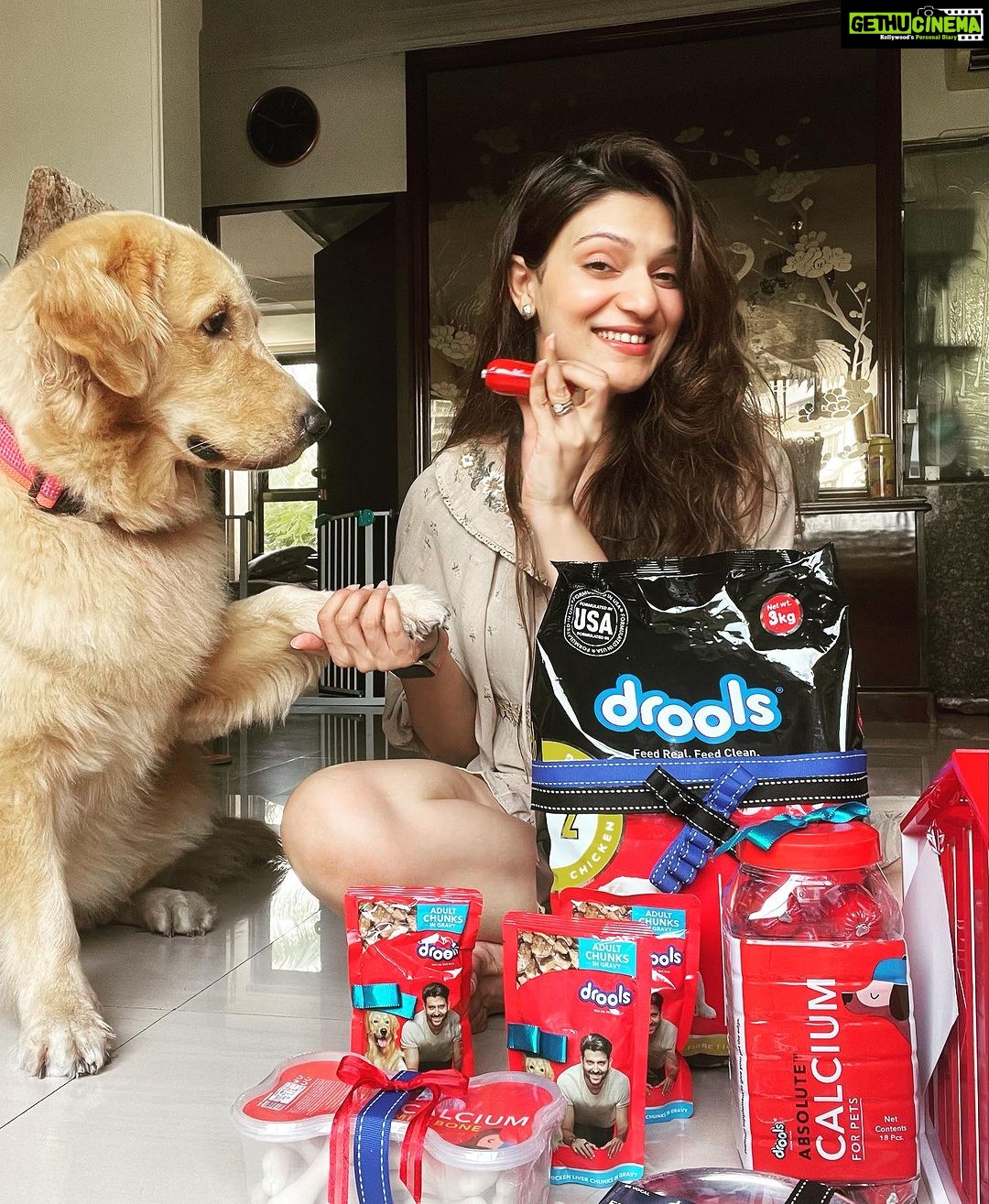 Aditi Gautam Instagram - Ain’t we drooling??? Thank you @droolsindia for these amazing goodies for my fur kids ❤️ . . . . . . . . . . #petlovers #goldenretriever #shihtzu #dogsofinstagram #doglover #explore #petstagram #picoftheday #trendingnow #goldenretrievers #dogoftheday #pawparents
