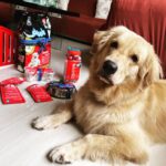 Aditi Gautam Instagram - Ain’t we drooling??? Thank you @droolsindia for these amazing goodies for my fur kids ❤️ . . . . . . . . . . #petlovers #goldenretriever #shihtzu #dogsofinstagram #doglover #explore #petstagram #picoftheday #trendingnow #goldenretrievers #dogoftheday #pawparents