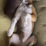 Aindrita Ray Instagram – ##lazysunday #naptime #zedtherapy #dogsofinstagram #goodboi