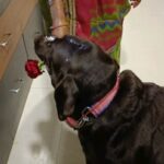 Akanksha Awasthi Instagram – Rome ko gift me Rose nahi chahiye sirf paneer chahiye😂.
.
.
.
.

#doglover #dogsofinstagram #dog #dogs #dogoftheday #dogstagram #doglife #instadog #puppy #doglovers #puppylove #love #pet #pets #cute #instagram #ilovemydog #puppiesofinstagram #dogphotography #dogsofinsta #of #doglove #petstagram #puppies #petsofinstagram #doggo #dogslife #hundeliebe #animals #doggy Mumbai, Maharashtra