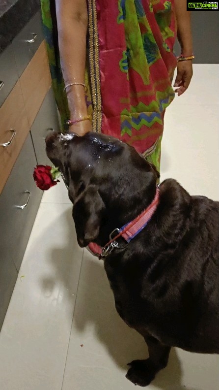 Akanksha Awasthi - 10.6K Likes - Rome ko gift me Rose nahi chahiye sirf paneer chahiye😂.
.
.
.
.
#doglover #dogsofinstagram #dog #dogs #dogoftheday #dogstagram #doglife #instadog #puppy #doglovers #puppylove #love #pet #pets #cute #instagram #ilovemydog #puppiesofinstagram #dogphotography #dogsofinsta #of #doglove #petstagram #puppies #petsofinstagram #doggo #dogslife #hundeliebe #animals #doggy