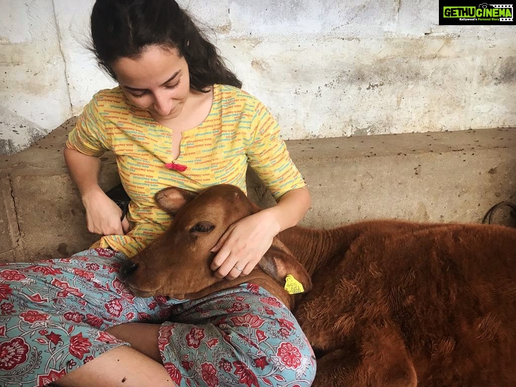 Amrutha Srinivasan Instagram - 🐮♥️👩🏻 Blue Cross of India