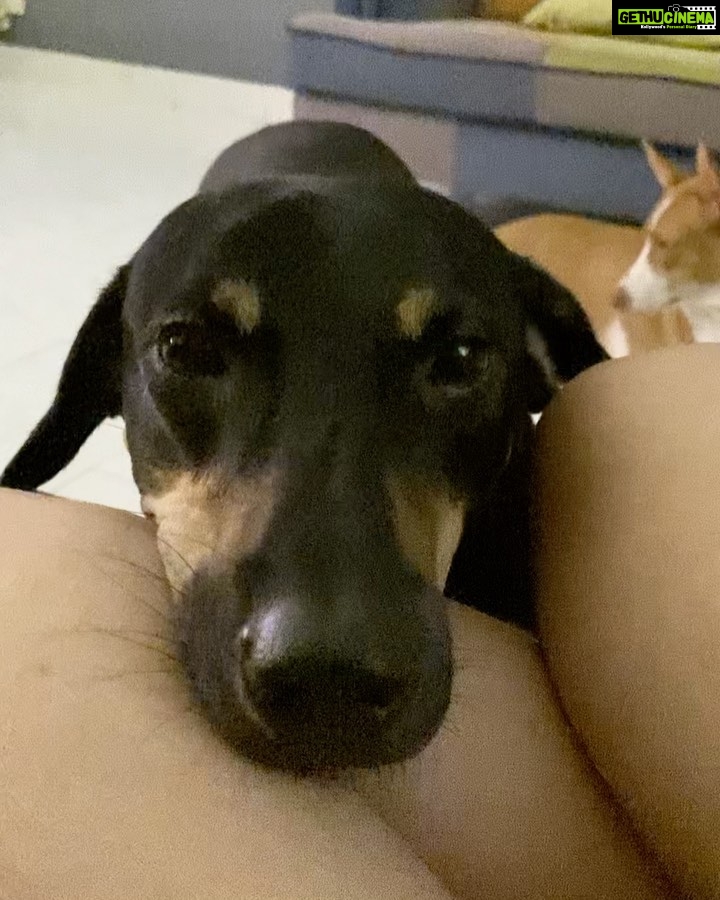 Amrutha Srinivasan Instagram - Cute little milestone for us today. Baby boy Shadow got to be part of @karthiknana 's beautiful film #mugizh thanks to @gayathrieshankar ; (he has now worked with @actorvijaysethupathi before I have ahem ahem just putting it out there in the universe 😉). @reginaacassandraa and Shreeja Vijaysethupathi were just ♥️♥️ Mugizh was such a real, soulful, beautiful, emotional watch - grief and what comes with it. Love the accurate representation of children, grief, happiness and the love that animals have to give :) P.S.: Revaa's music was such a delight. Please go catch it in theatres :)