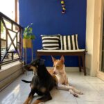 Amrutha Srinivasan Instagram - #home