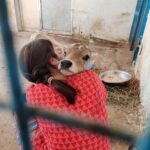 Amrutha Srinivasan Instagram - The eeshi-est neediest cutest calf EVER 😭❤️ He loves scratchies and putting his weight on you. LOOK AT THEM BLOODY TEEFS 😂 @yourdailydoseofcows @cutest_cow At @blue_cross_rescues , they have cows, dogs, rabbits, hamsters, birds, cats, monkeys and various other non-humans (and kind hearted humans) who could really really use your help. :) Reach out to Blue Cross (@blue_cross_rescues ) to know how you can help. They always need it and will appreciate it with full, happy hearts. Trust me, your heart will also be fulllll in the process. 😬❤️ Thank you, @velu_atm for sneakily taking these pictures 😂