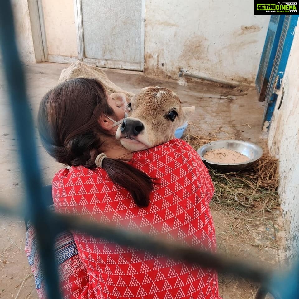 Amrutha Srinivasan Instagram - The eeshi-est neediest cutest calf EVER 😭❤️ He loves scratchies and putting his weight on you. LOOK AT THEM BLOODY TEEFS 😂 @yourdailydoseofcows @cutest_cow At @blue_cross_rescues , they have cows, dogs, rabbits, hamsters, birds, cats, monkeys and various other non-humans (and kind hearted humans) who could really really use your help. :) Reach out to Blue Cross (@blue_cross_rescues ) to know how you can help. They always need it and will appreciate it with full, happy hearts. Trust me, your heart will also be fulllll in the process. 😬❤️ Thank you, @velu_atm for sneakily taking these pictures 😂