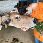 Amrutha Srinivasan Instagram - @blue_cross_rescues Azhagi. :) I don't know a better way to feel loved, empowered, insignificant, safe, warm, vulnerable and brave at the same time than spending it with animals, especially cows and dogs. @evamkarthik thanks, you :)