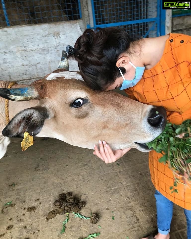 Amrutha Srinivasan Instagram - @blue_cross_rescues Azhagi. :) I don't know a better way to feel loved, empowered, insignificant, safe, warm, vulnerable and brave at the same time than spending it with animals, especially cows and dogs. @evamkarthik thanks, you :)