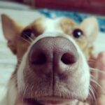 Amrutha Srinivasan Instagram - If you're having a tough day, here are two boop-able noses that will help you sail through.