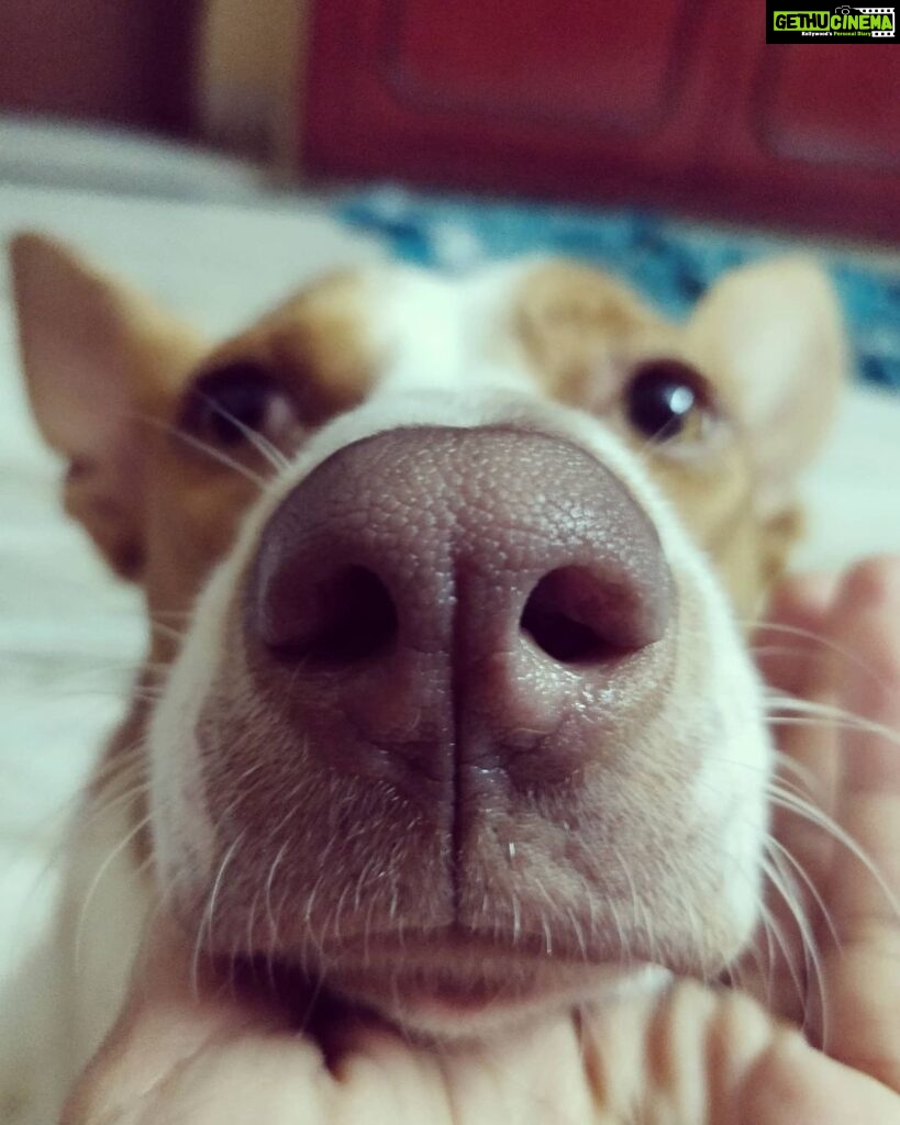 Amrutha Srinivasan Instagram - If you're having a tough day, here are two boop-able noses that will help you sail through.