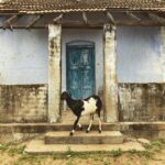 Amrutha Srinivasan Instagram - To the marvellous, beautiful things I took back with me on this trip to Thirunelveli :) I took all these pictures with so God damn much awe (except for the last one - where my dad was given specific instructions on framing 😂). There are so many more but these pictures just don't do any damn justice to the beauty of nature I felt, the architecture I was mesmerised by, or the drama and tension in the family that was going on behind the scenes. #peace